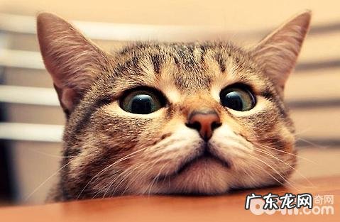 养猫是养公的好?仍是母的好?