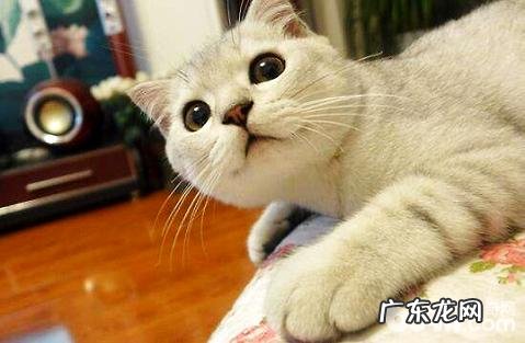 养猫是养公的好?仍是母的好?