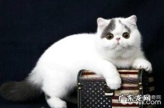 猫咪生了小猫后奶水缺乏怎么办？