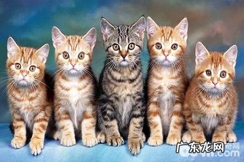 肠胃欠好的幼猫吃什么猫粮好? WOWO猫粮强势来袭