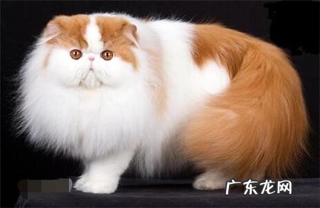 波斯猫怎样养?波斯猫养殖