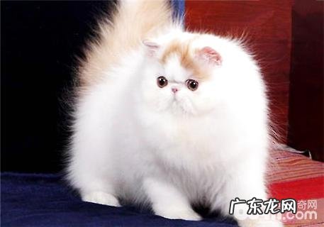 波斯猫怎样养?波斯猫养殖