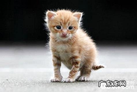 怎样养猫?新手养猫的基础知识