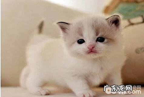怎样养猫?新手养猫的基础知识