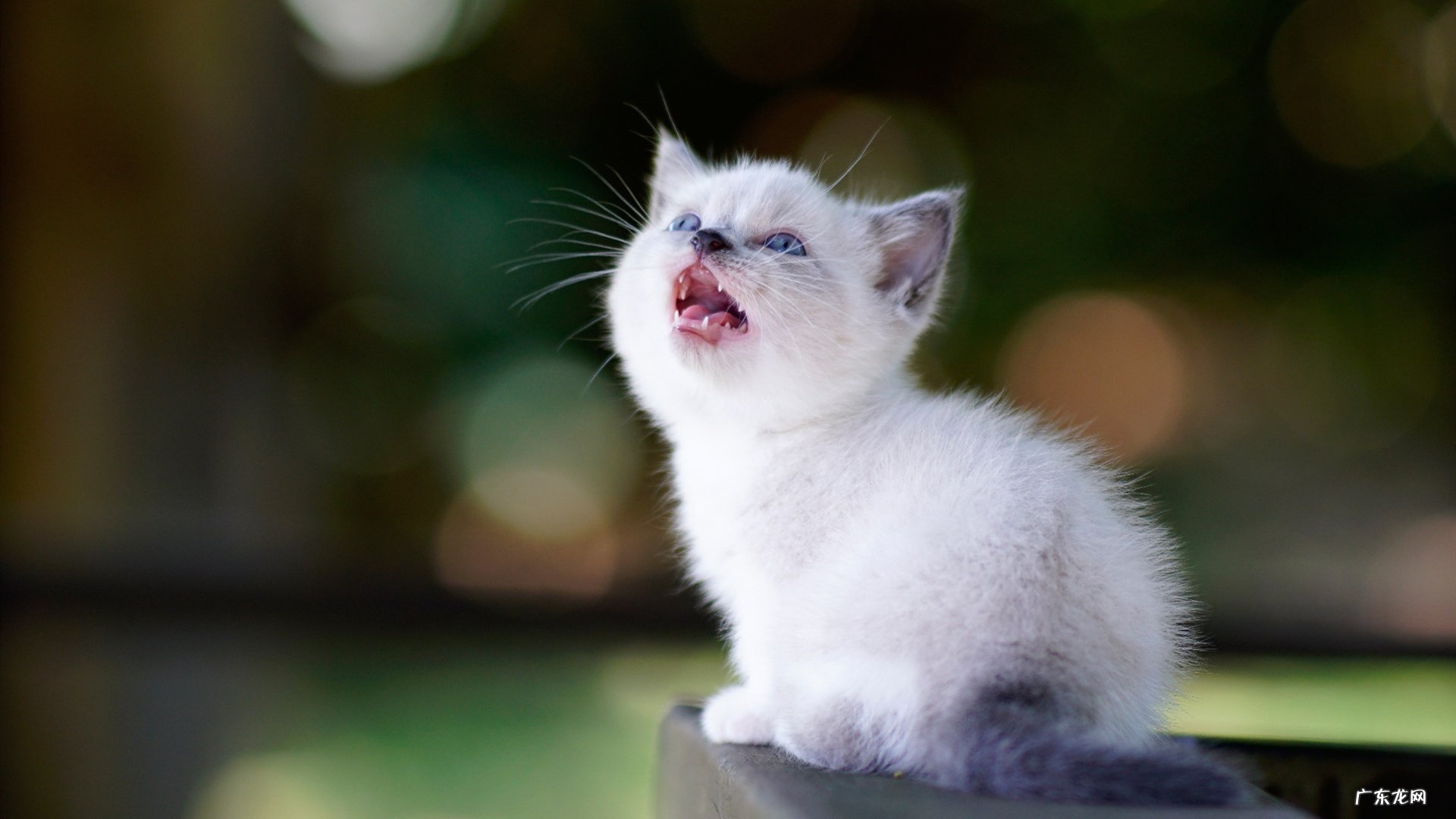 求口袋妖怪绿宝石四大天王和冠军的攻略