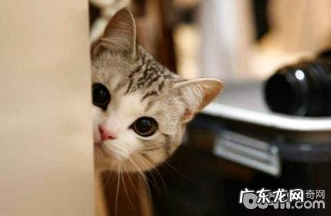 猫咪不喜欢喝水怎么办?让猫爱上喝水的几种办法