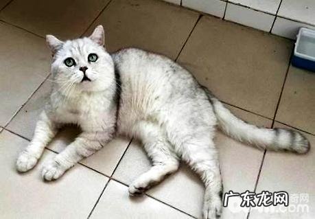 猫咪不喜欢喝水怎么办?让猫爱上喝水的几种办法