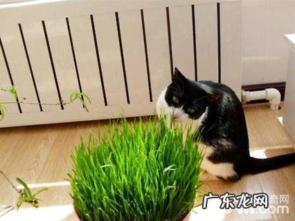 猫草是什么？猫草有什么效果？