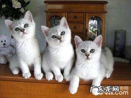 波米拉猫吃什么？波米拉猫养殖