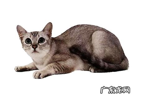 波米拉猫吃什么？波米拉猫养殖