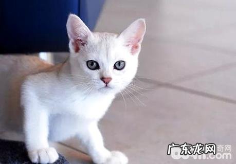 波米拉猫吃什么？波米拉猫养殖