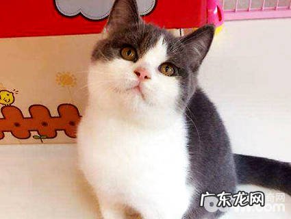 蓝白猫是什么种类?蓝白猫多少钱一只?