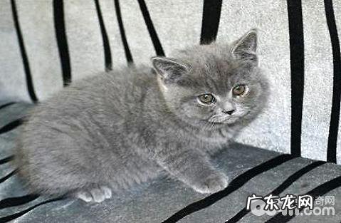 幼猫吃什么?幼猫怎样养?