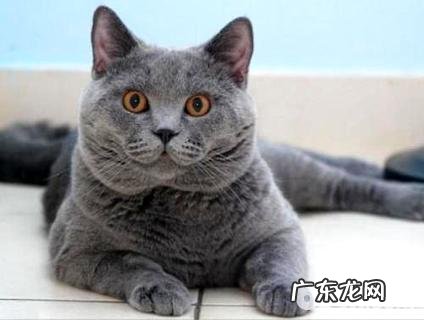 卡尔特猫怎么样?卡尔特猫介绍