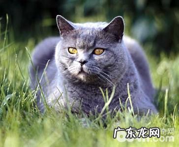 卡尔特猫怎么样?卡尔特猫介绍