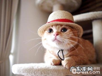 吸猫是什么意思?为什么有人喜爱吸猫?