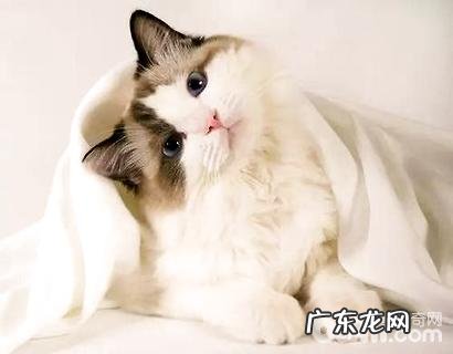 吸猫是什么意思?为什么有人喜爱吸猫?