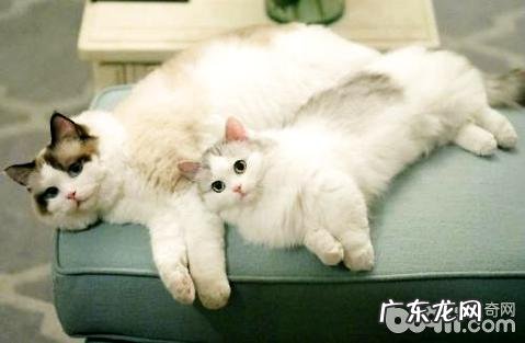 吸猫是什么意思?为什么有人喜爱吸猫?