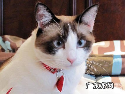 雪鞋猫价格多少?雪鞋猫价格