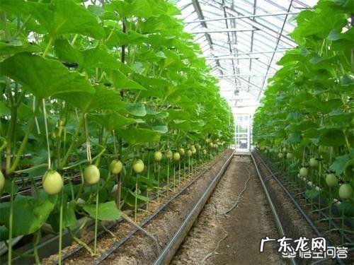 鸡炖黄花菜有什么功效 黄花菜有什么营养和功效?