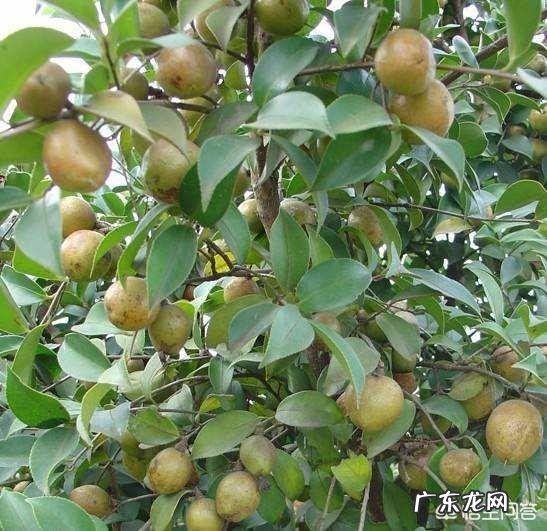 鸡炖黄花菜有什么功效 黄花菜有什么营养和功效?