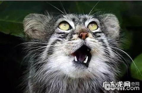 帕拉斯猫能够养吗?帕拉斯猫介绍