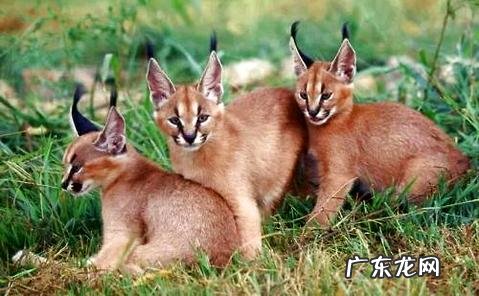 狞猫多少钱一只?狞猫介绍