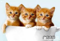 迷你猫多少钱一只？迷你猫价格