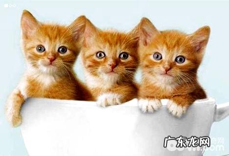 迷你猫多少钱一只?迷你猫价格