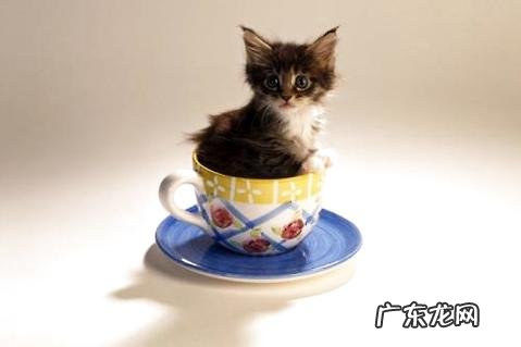 迷你猫多少钱一只?迷你猫价格