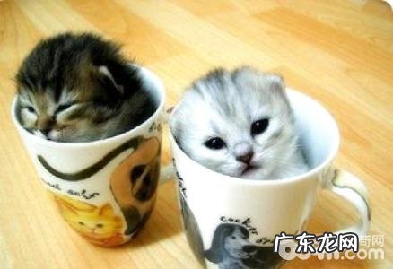 迷你猫多少钱一只?迷你猫价格