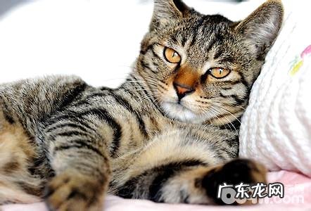 猫能吃的生果有哪些？猫吃生果
