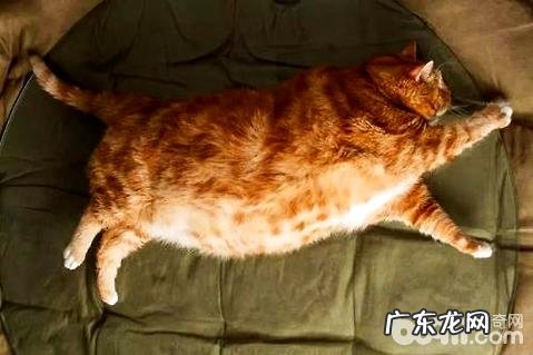 猫能吃的生果有哪些？猫吃生果