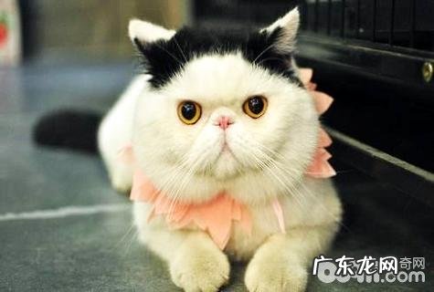 猫能吃的生果有哪些？猫吃生果