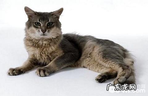 索马里猫为什么难养殖?索马里猫养殖注意事项