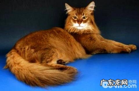 索马里猫为什么难养殖?索马里猫养殖注意事项