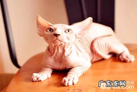 家猫种类有哪些？家猫种类大全