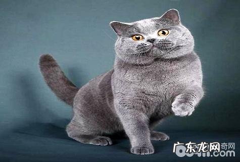 家猫种类有哪些？家猫种类大全