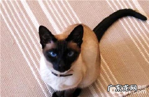 家猫种类有哪些？家猫种类大全