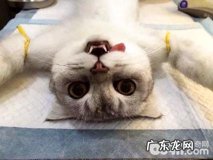 公猫绝育后性情会变吗?公猫绝育后注意事项