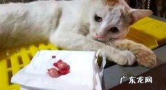 公猫绝育后性情会变吗？公猫绝育后注意事项