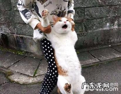 公猫绝育后性情会变吗?公猫绝育后注意事项