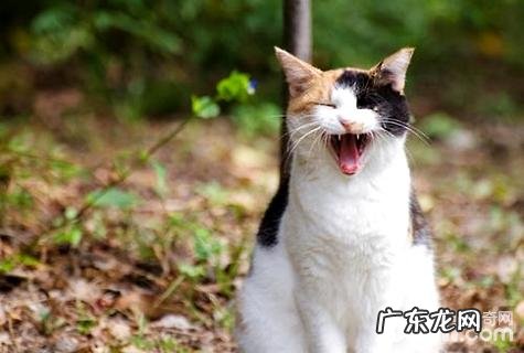 踩到猫怎么办?不小心踩到猫