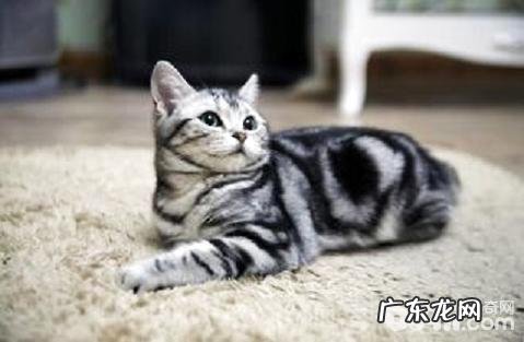 小猫吃什么？猫吃什么能长胖？