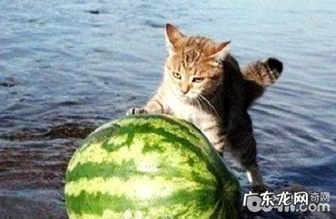 吸猫是什么意思?吸猫真的有损害吗?