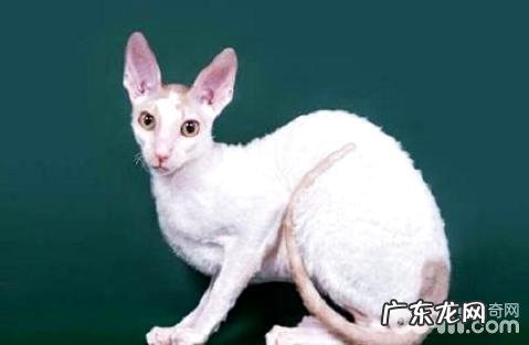 柯尼斯卷毛猫多少钱?柯尼斯卷毛猫价格