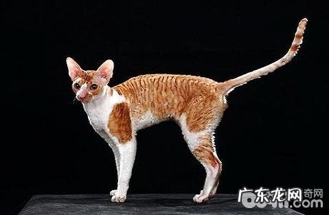 柯尼斯卷毛猫多少钱?柯尼斯卷毛猫价格