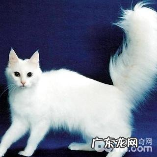 安哥拉猫怎样区分?安哥拉猫怎样养?