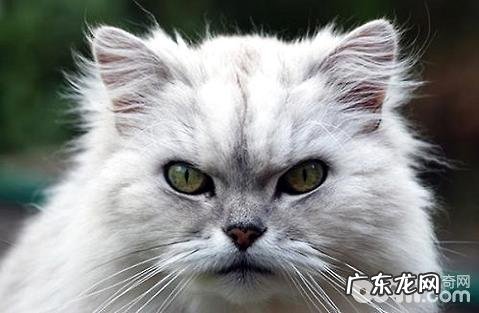 金吉拉猫性情怎么样?金吉拉猫性情介绍