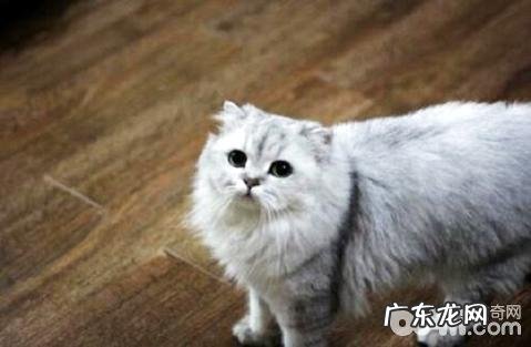 金吉拉猫性情怎么样?金吉拉猫性情介绍